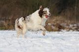 BORDER COLLIE 1186